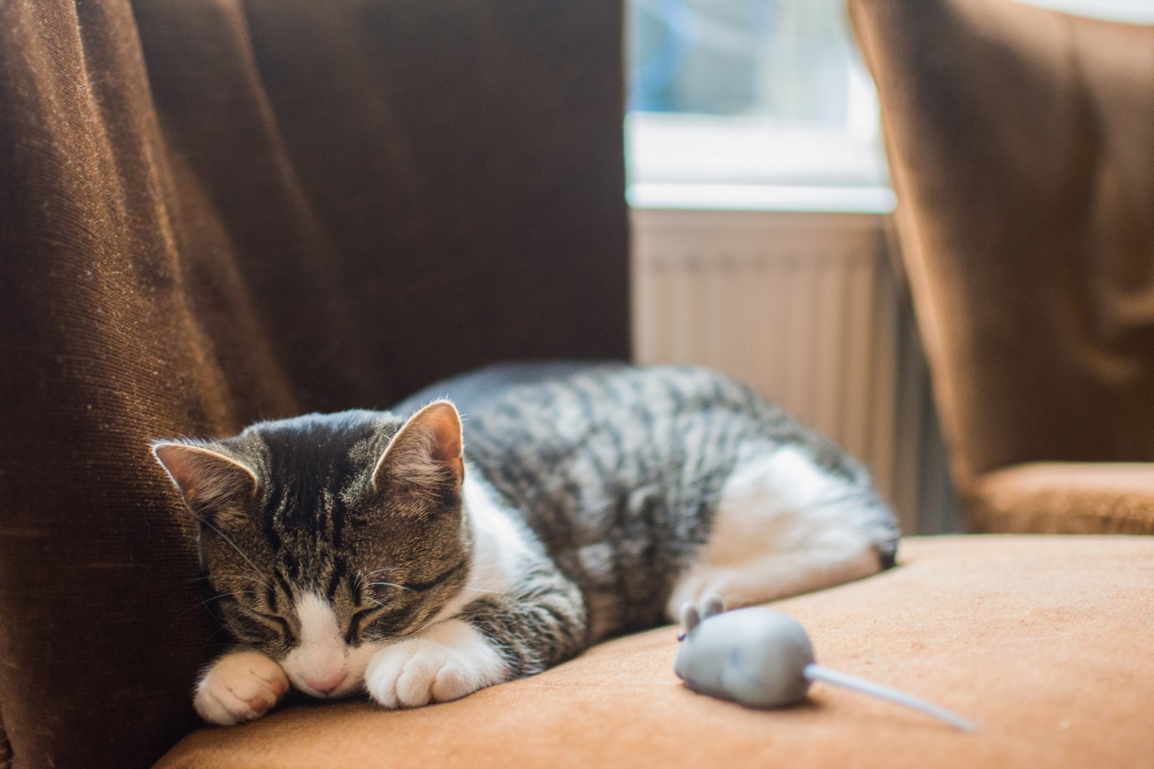 Adopt a cat FAQs